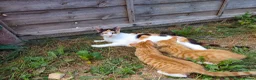 Mixed Breed cats for sale: 6 Adorable Kittens Looking for Loving Homes in Gravesend - Advert 1