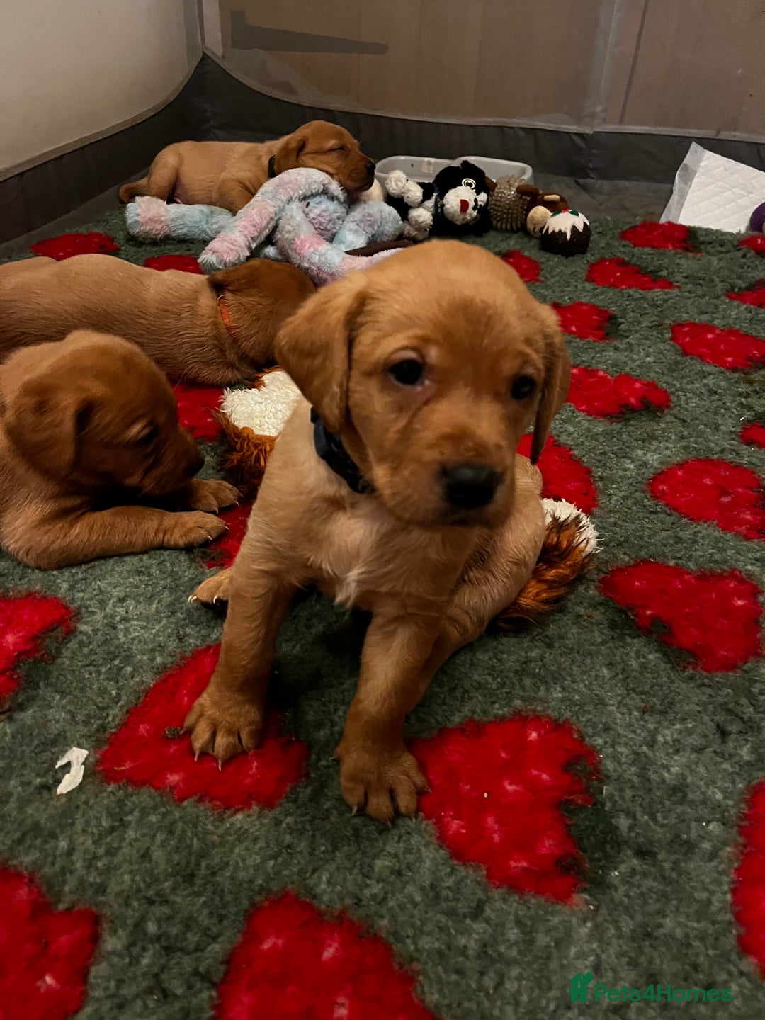 Labrador Retriever dogs for sale: KC Registered Fox Red Labrador Puppies - Image 5