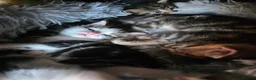 Norwegian Forest Cat cats for sale: Beautiful Norwegian forest kittens 2x boy, 2x girl - Advert 4
