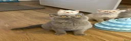 British Shorthair cats for sale: Gccf registered kittens  - Advert 30