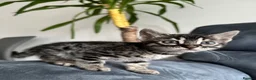 Bengal cats for sale: Bengal Kitten For Sale (Ready to go - Last One) - Advert 24