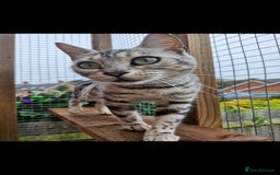 Bengal cats for sale: TICA Genetic & Health Tested Bengal Kittens  - Image 15