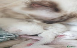 Ragdoll cats for sale: Beautiful GCCF lilac and Cream Point kittens - Image 10