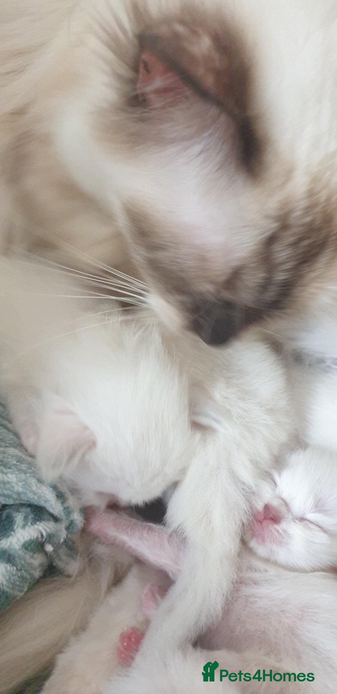 Ragdoll cats for sale: Beautiful GCCF lilac and Cream Point kittens - Image 10