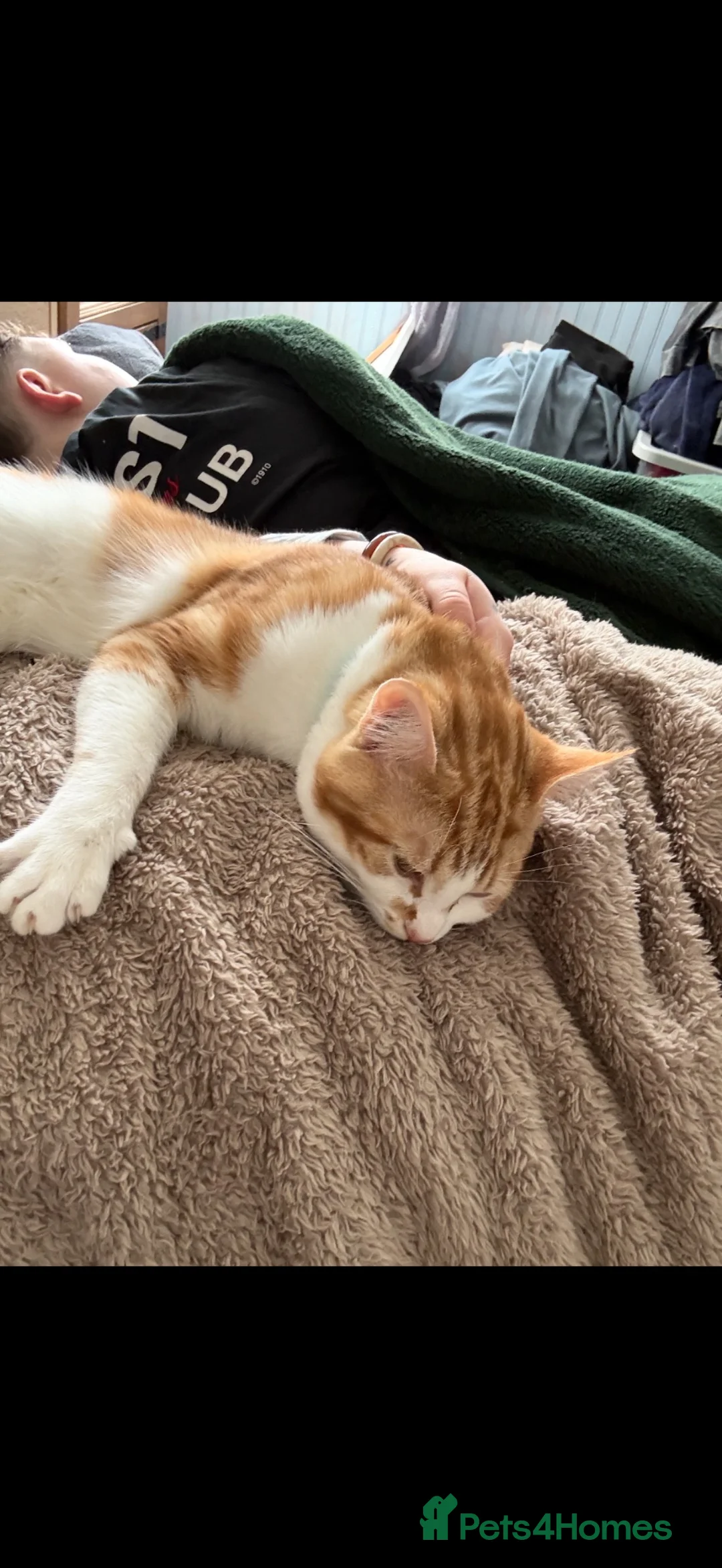 Domestic Shorthair cats for sale: Sparky and Smokey  - Advert 2