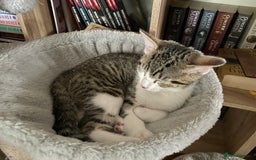 Mixed Breed cats for sale: Mixed Breed Kitten for sale - Image 4