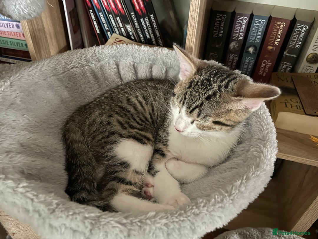 Mixed Breed cats for sale: Mixed Breed Kitten for sale - Image 4