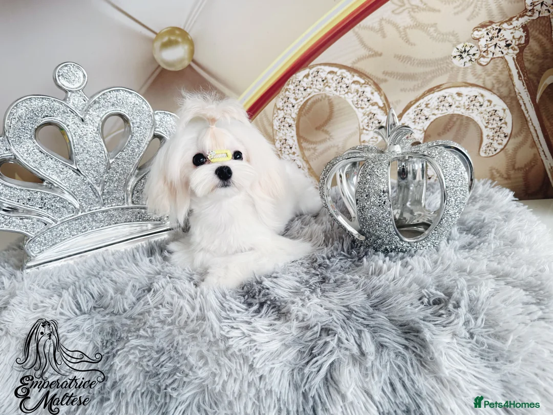 Maltese dogs for sale: Emperatrice Maltese-Korean Line Show Maltese KC Re - Advert 1