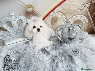 Maltese dogs Emperatrice Maltese-Korean Line Show Maltese KC Re - Advert 2