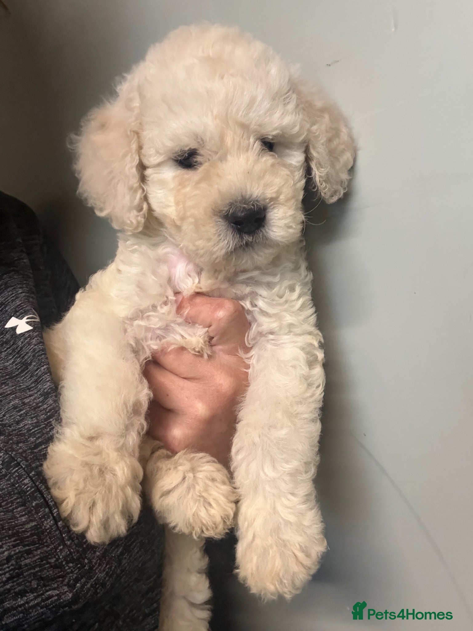 Goldendoodle dogs Goldendoodle puppies 2 girls available  - Advert 2