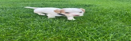 Cocker Spaniel dogs for sale: Working cocker spaniel Kc reg - Advert 7