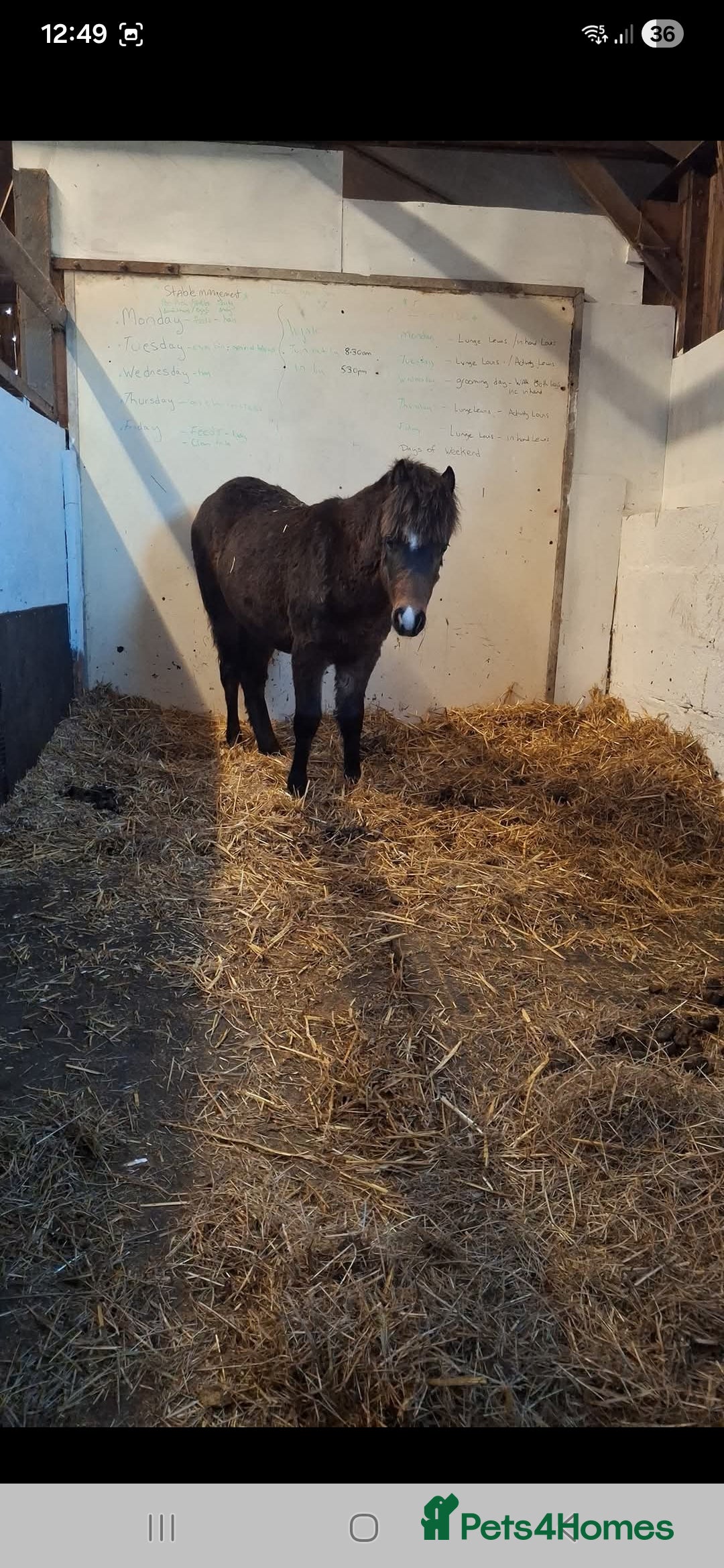 Welsh Section A horses for sale: Registered Welsh Sec A Filly - Advert 2