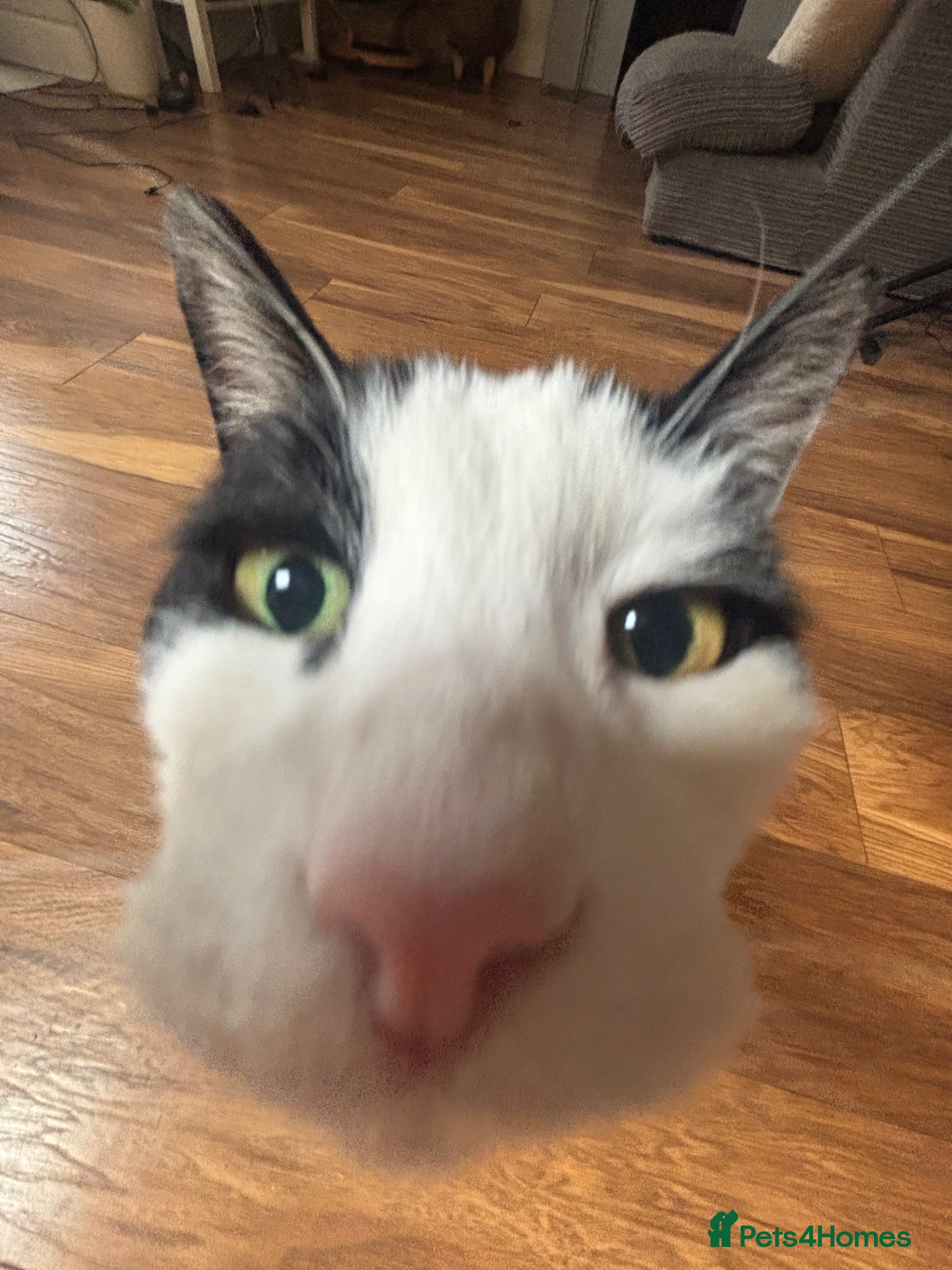 Mixed Breed cats 10yr old tuxedo cat - Advert 4