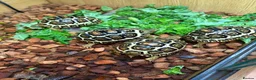 Tortoise reptiles for sale: Leopard Tortoise Babies,Rare HighWhites/ Standard  - Advert 6