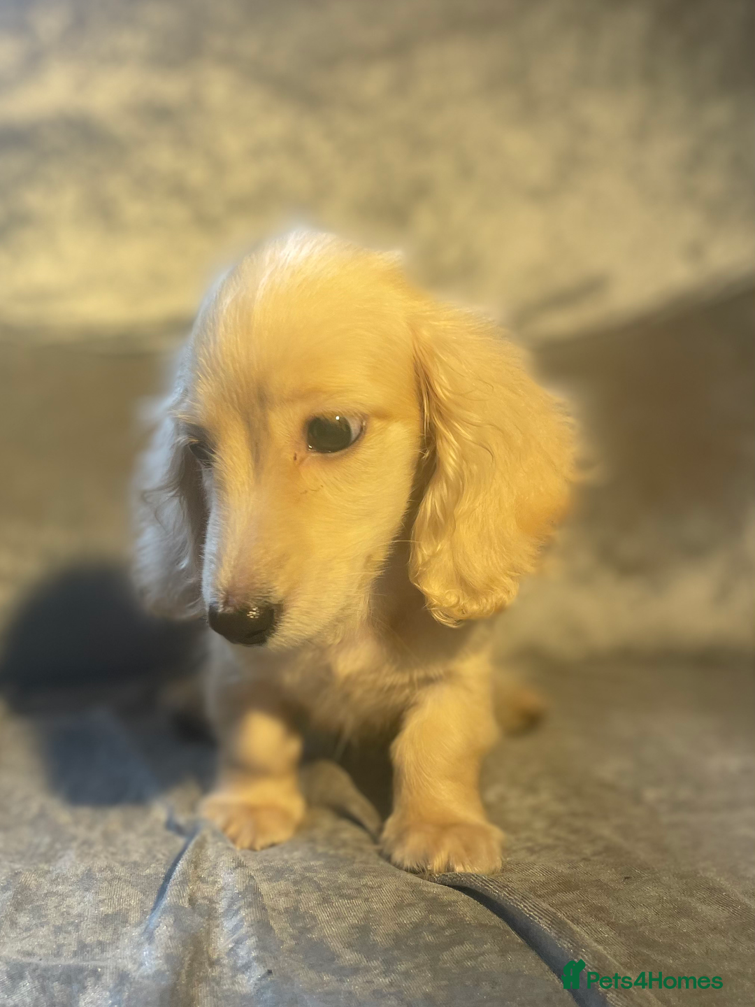 Dachshund dogs for sale: cream KC long haired miniature dachshunds for sale - Image 13