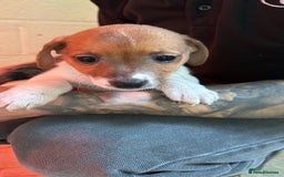 Jack Russell dogs for sale: Jack Russell puppy’s  - Image 8