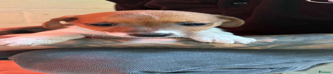 Jack Russell Puppy 6