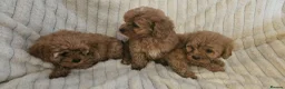 Cavapoo dogs for sale: Cavapoo Deep Red Puppies  - Advert 7