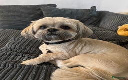 Shih Tzu dogs for sale: Male Shih Tzu - Image 1