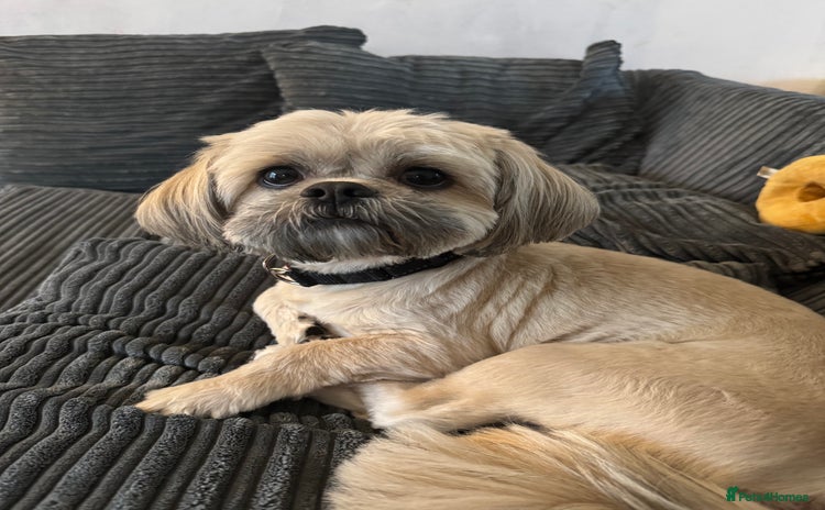 Shih Tzu dogs - Advert 1