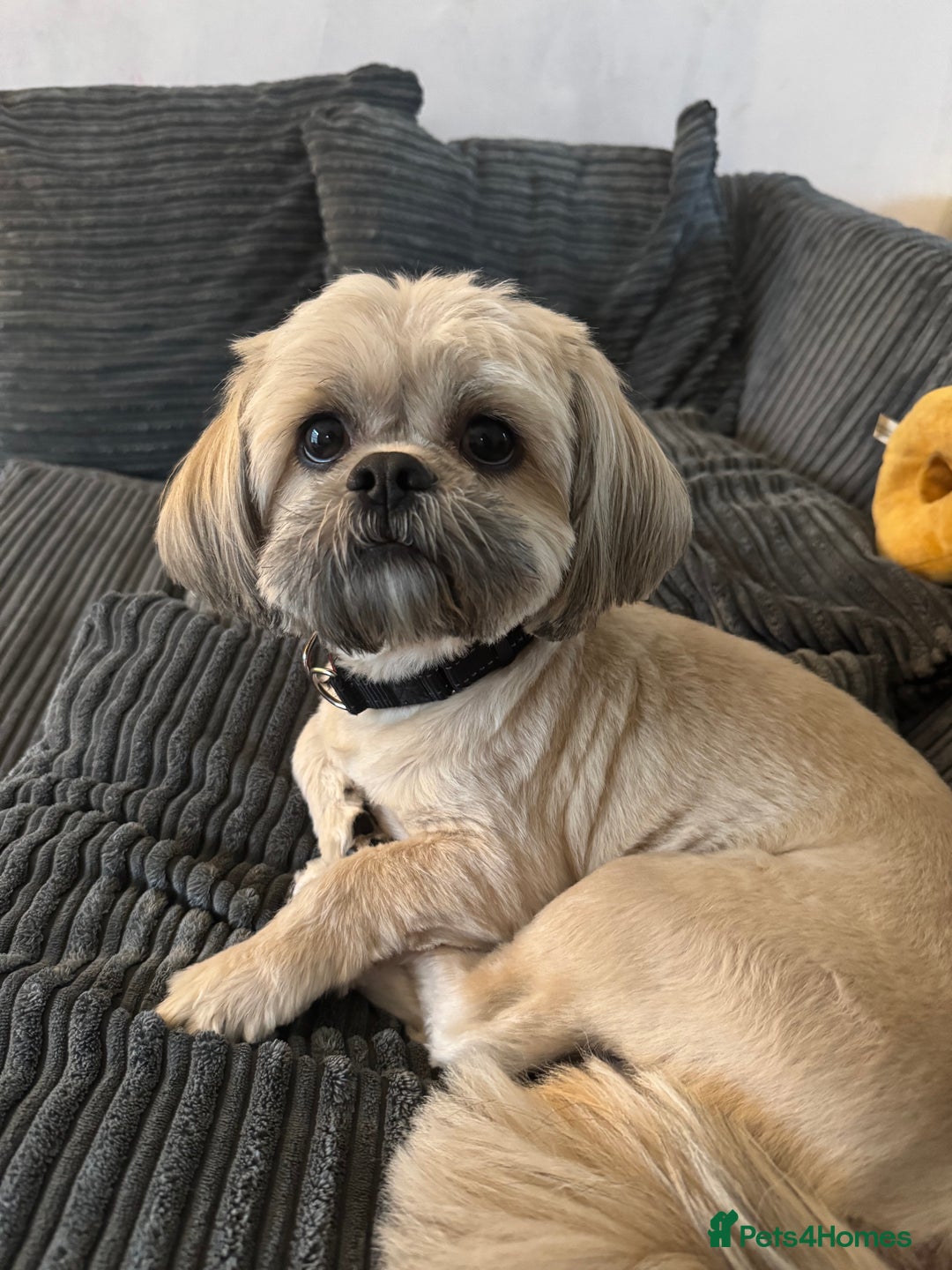 Shih Tzu dogs for sale: Male Shih Tzu - Image 1