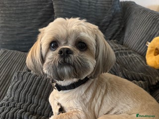 Shih Tzu dogs for sale - Advert 1