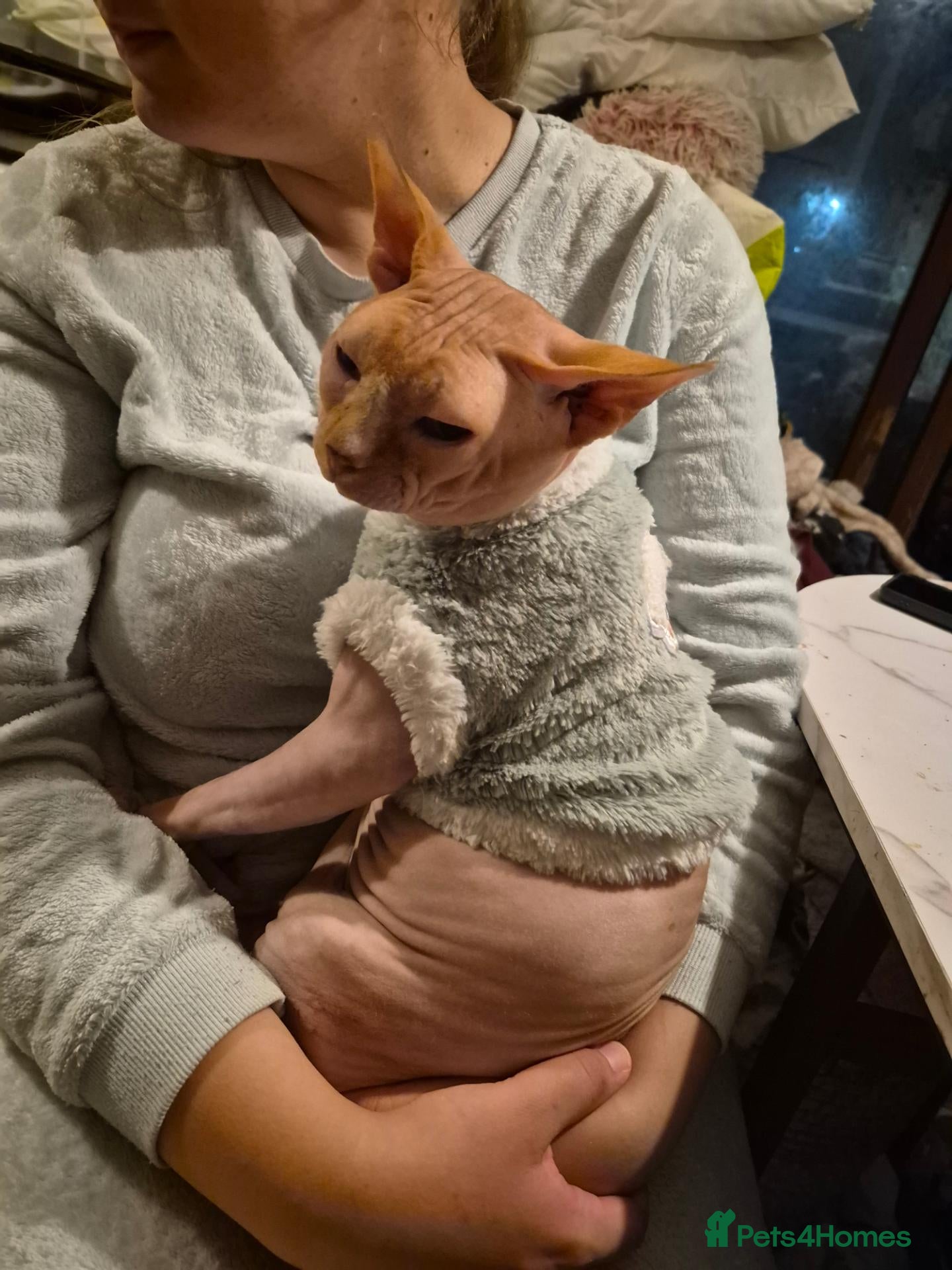 Sphynx cats Unfortunately having to rehome male sphynx - Advert 1
