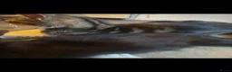 Mixed Breed cats for sale: Gorgeous Kittens Mixed Breed Kittens Ready Now - Advert 1