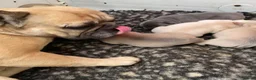 French Bulldog dogs for sale: KC HEALTH TESTED FRENCH BULLDOG PUPPIES  - Advert 2