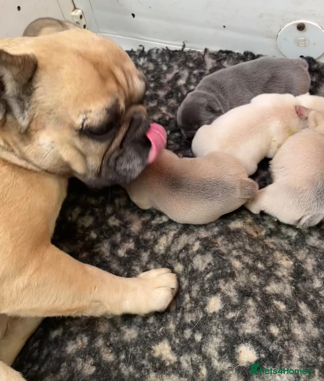 French Bulldog dogs for sale: KC HEALTH TESTED FRENCH BULLDOG PUPPIES  - Advert 2