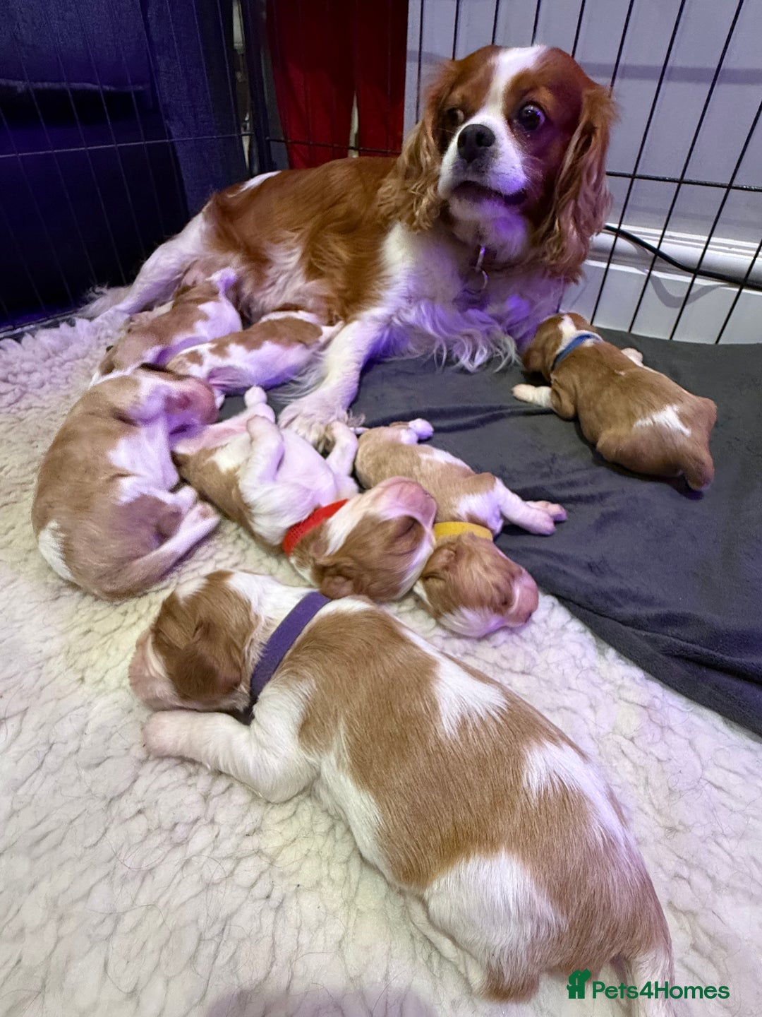 Cavalier King Charles Spaniel dogs for sale: King Charles Cavalier Puppies 5⭐️Breeder Blenheim - Advert 7