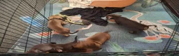 Dachshund dogs for sale: Dachshund puppies  - Advert 2