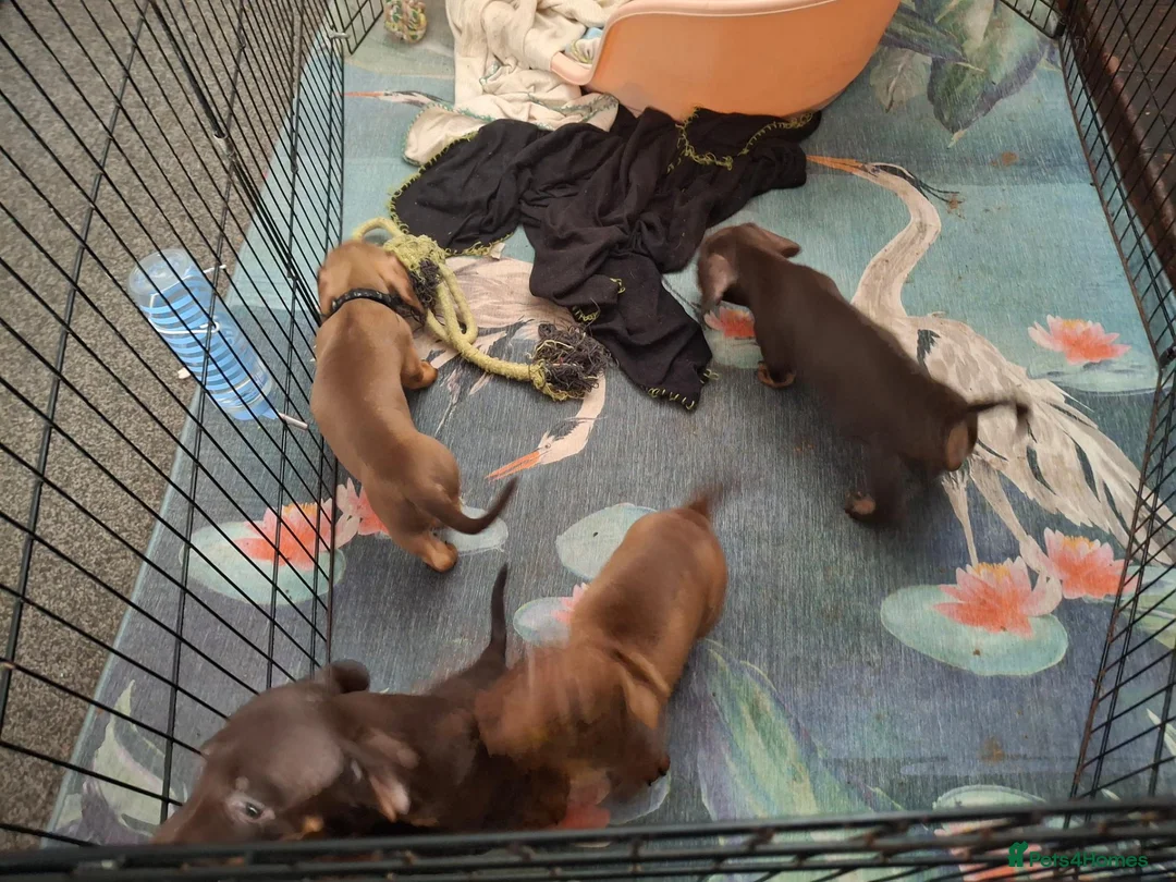 Dachshund dogs for sale: Dachshund puppies  - Advert 2