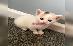 Mixed Breed cats for sale: 5 Adorable Kittens (Ready To Leave 11th October) - Image 7