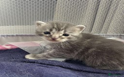 Mixed Breed cats for sale: Smokey Grey kittens for sale - Image 14
