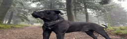 Mixed Breed dogs for sale: One beautiful big boy left in Yelverton - Advert 11