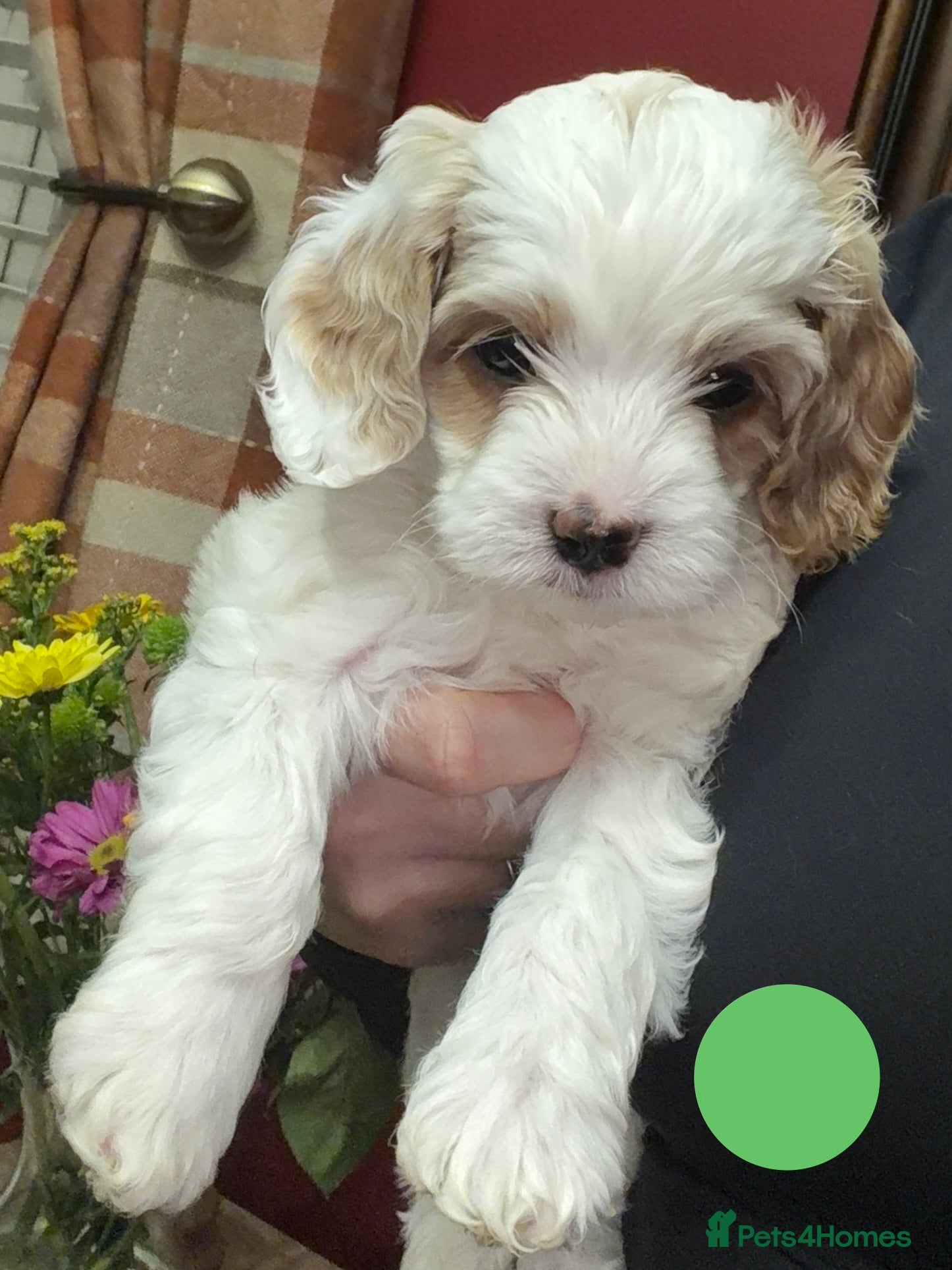 Cavapoo dogs Stunning Cavapoochon’s for sale (2 left) - Advert 5