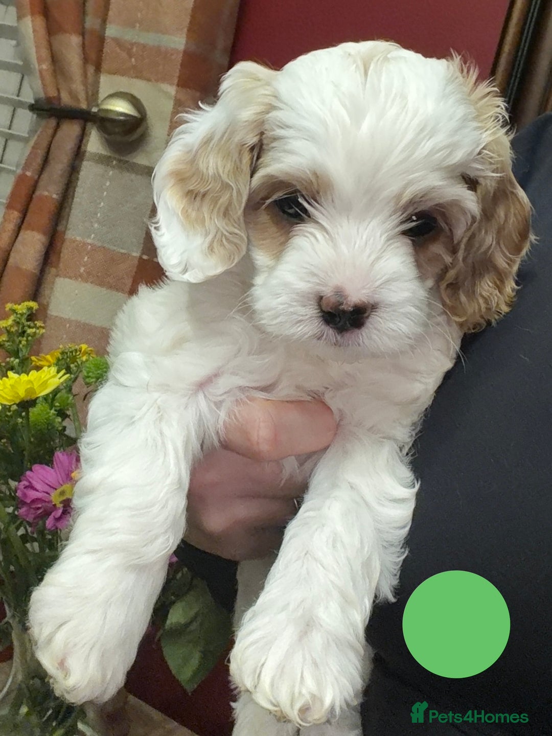 Cavapoo dogs for sale: Stunning Cavapoochon’s for sale (2 left) - Advert 1