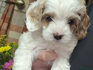 Cavapoo dogs Stunning Cavapoochon’s for sale (2 left) - Advert 1