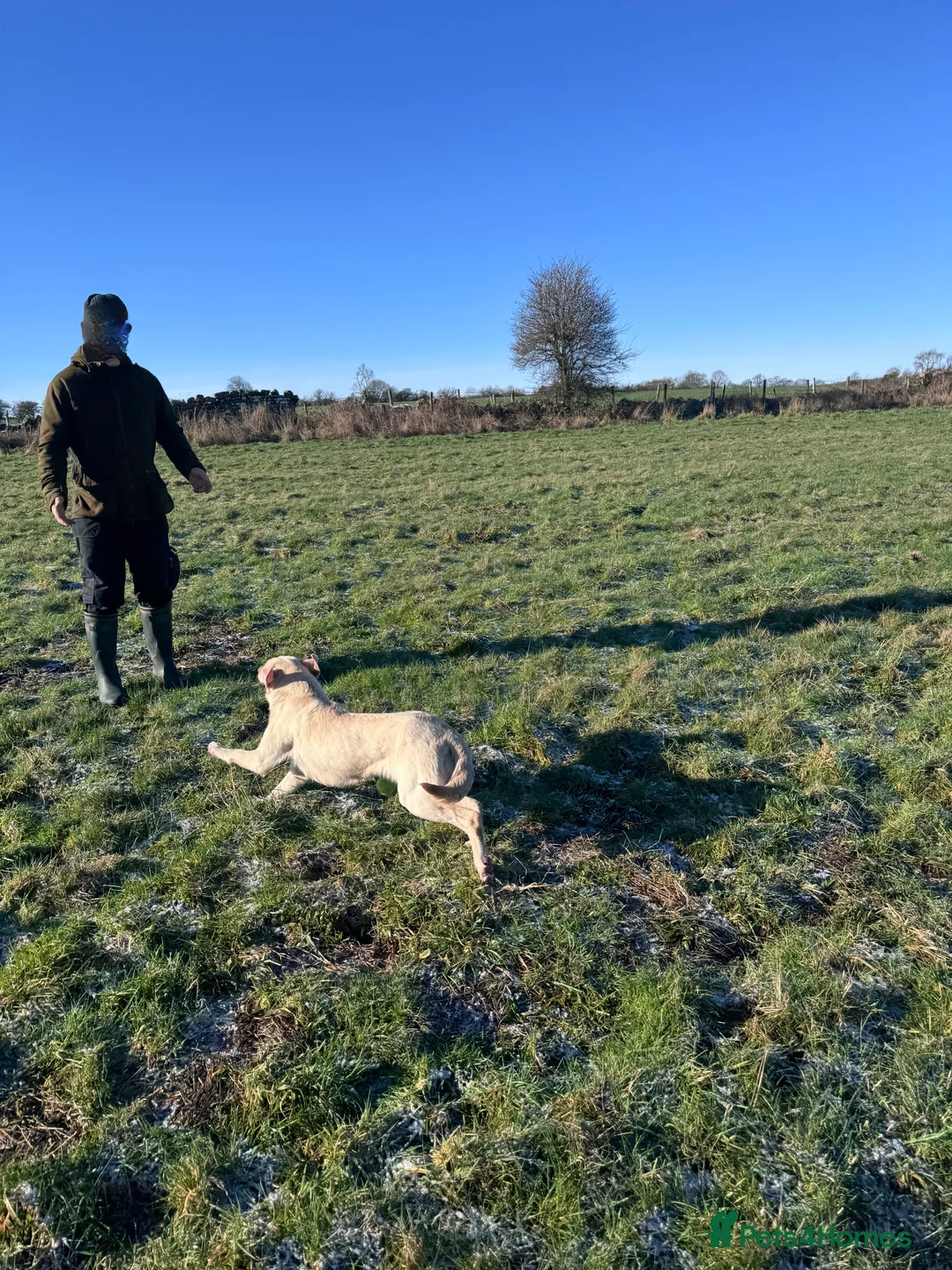 Labrador Retriever dogs for sale: Yellow Labrador Bitch Exceptional Working Pedigree - Advert 7
