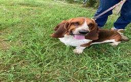 Mixed Breed dogs for sale: Dachshund x basset hound  - Image 12