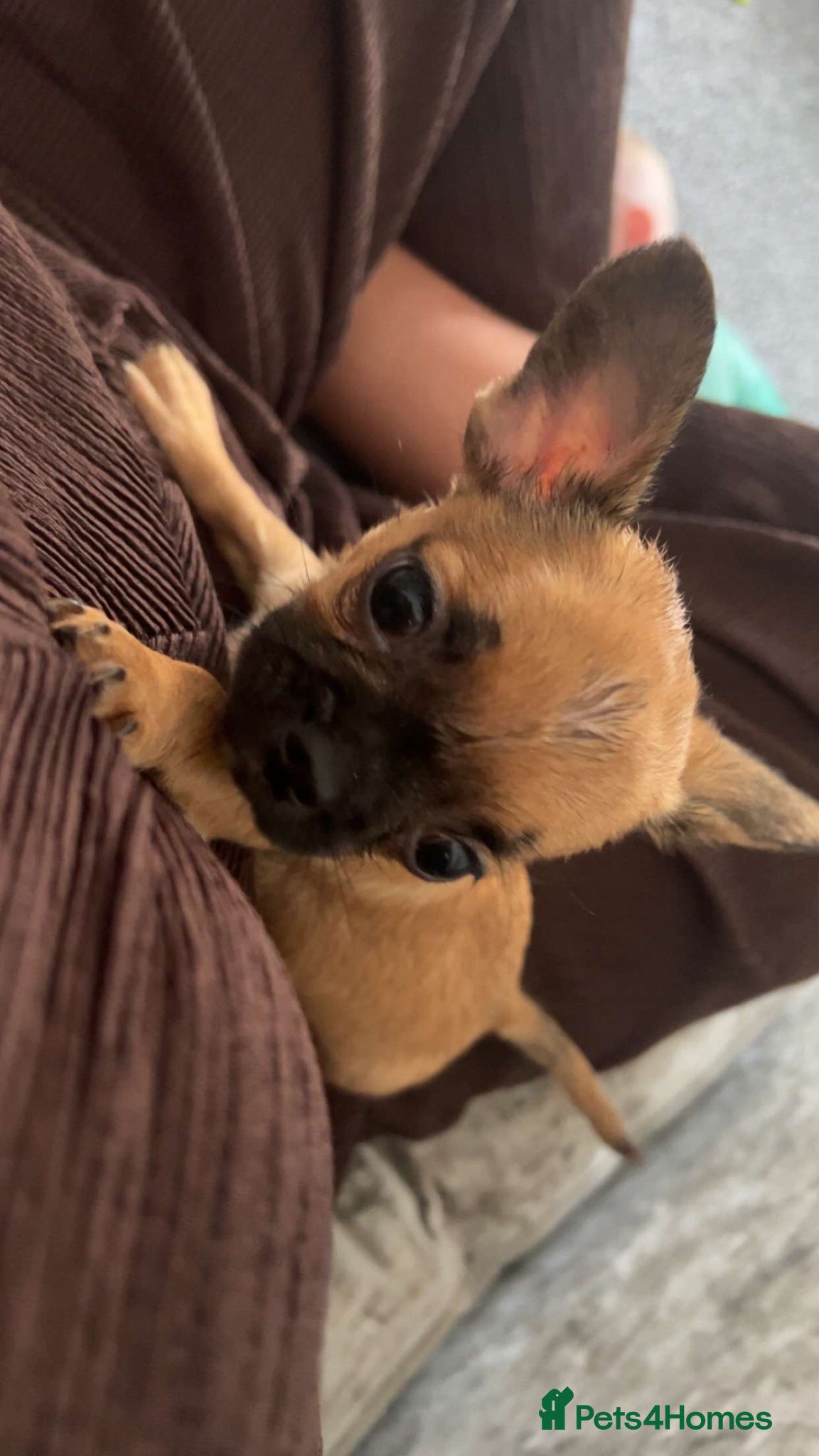 Mixed Breed dogs Female Frenchie x Chihuahua  - Advert 4