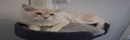 Maine Coon cats for stud: CREAM / RED SMOKE MAINECOON FOR STUD - Advert 3