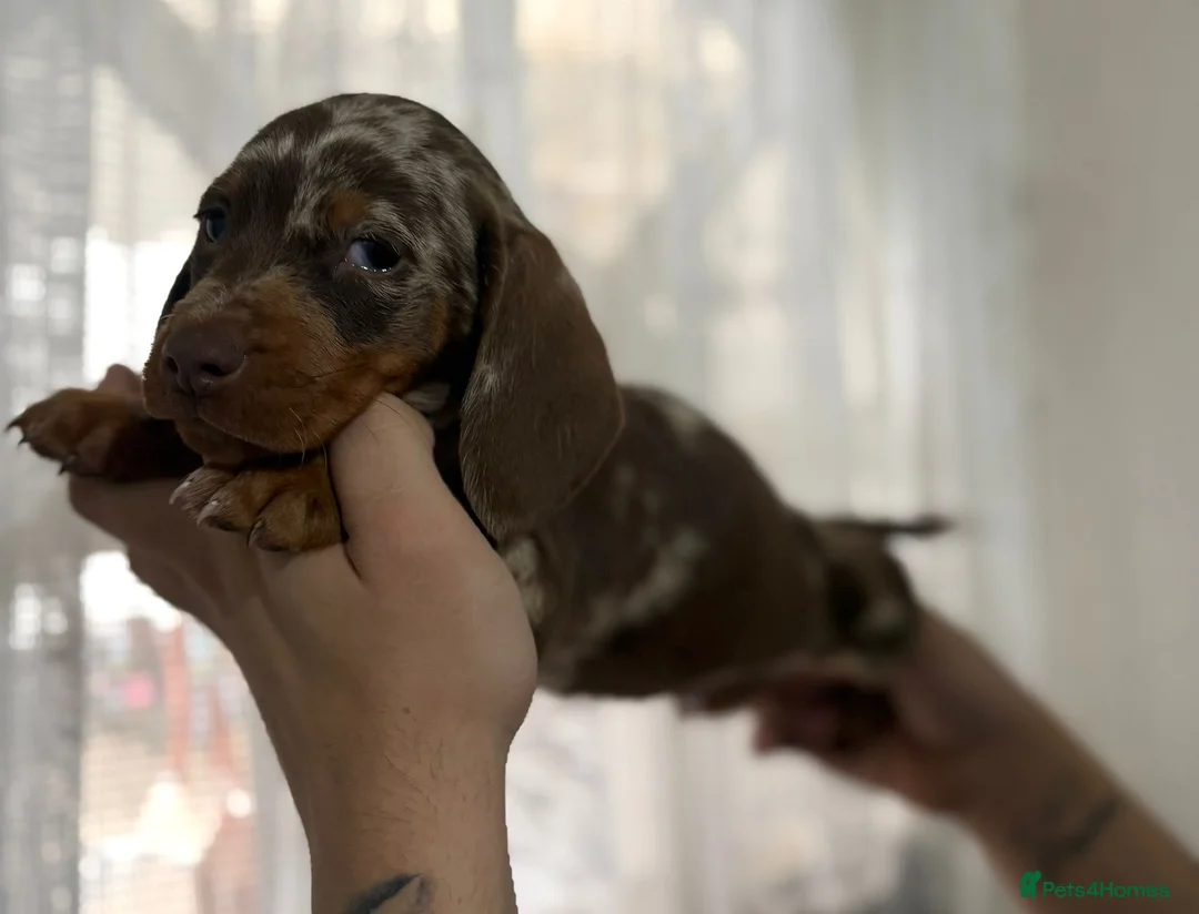 Dachshund dogs for sale: READY TO LEAVE DACHSHUND PUPPIES - Advert 2