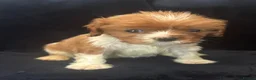 Cavalier King Charles Spaniel dogs for sale: Gorgeous puppies looking for there forever home  - Advert 9