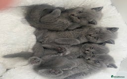 British Shorthair cats for sale: Gccf reg blue bsh kittens active - Image 12