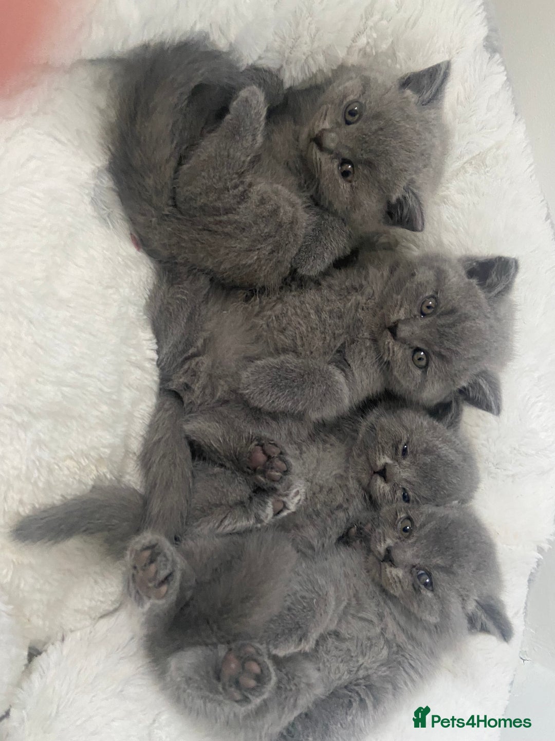 British Shorthair cats for sale: Gccf reg blue bsh kittens active - Image 12