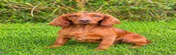 Cocker Spaniel dogs for sale: Working cockers  - Advert 6