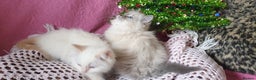Ragdoll cats for sale: 💗Stunning GCCF registered Ragdoll Kittens. - Advert 16