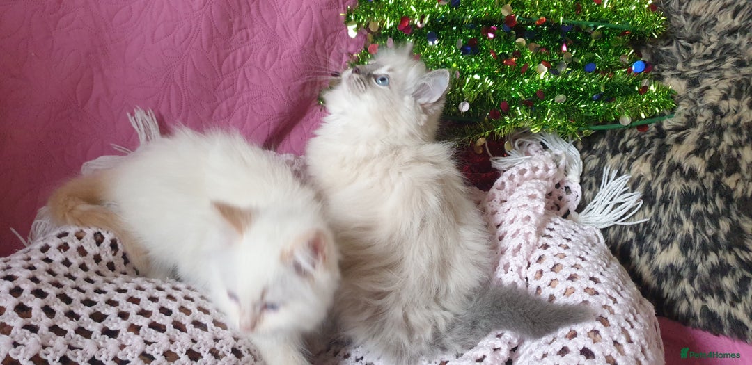 Ragdoll cats for sale: 💗Stunning GCCF registered Ragdoll Kittens. - Advert 16